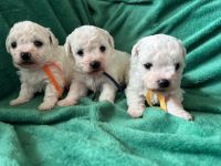 Cezar, Czaki, Bounty - 4 tygodnie